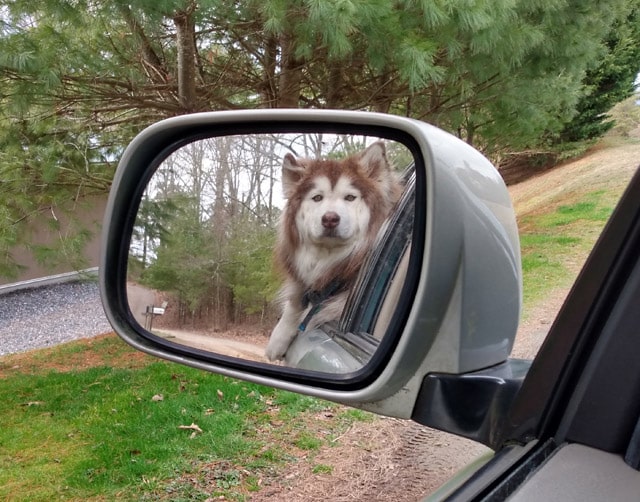 kona malamute backseat driving